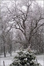 Snow Falling on Trees