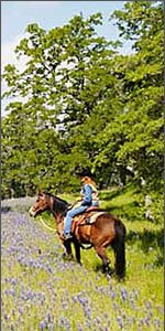 Horse on  lupine covered hill