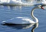 Swan on Lake, small