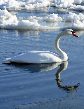 Swan on Lake